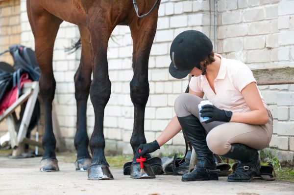 Preventing Thrush In Horse Hooves: 5 Tips For Hoof Care