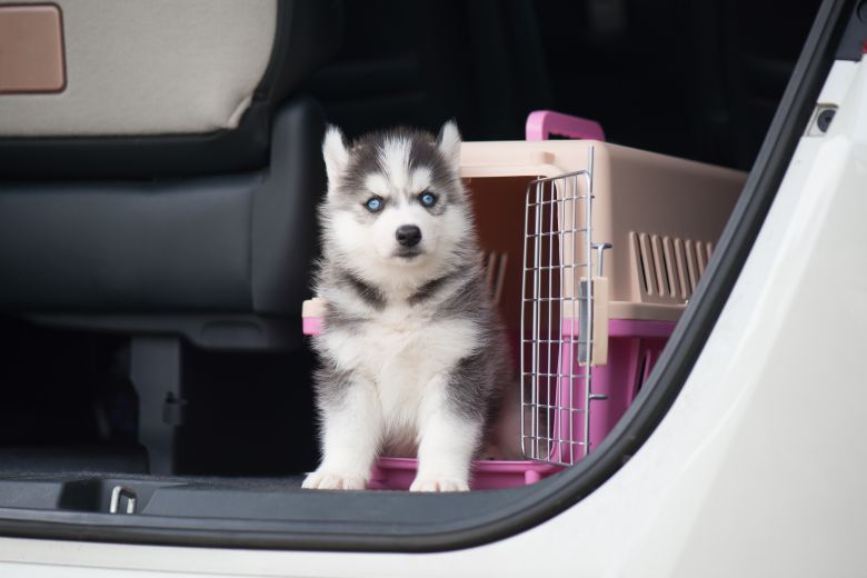 6 Rules for Traveling with Your Pet in a Vehicle