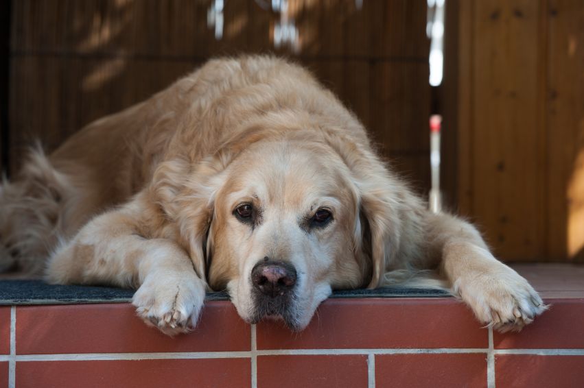 Dog Seizures: Types, Causes, Treatments