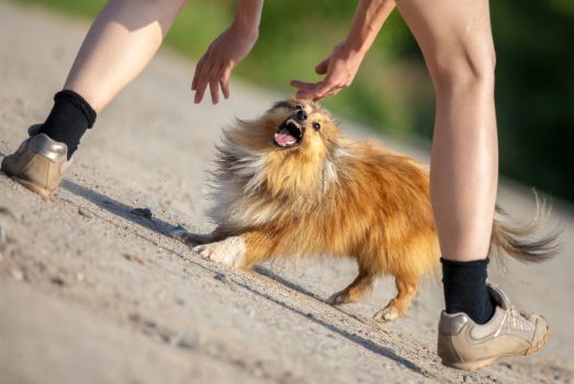 Dog Bite Injuries: Legal Rights and Steps to Take