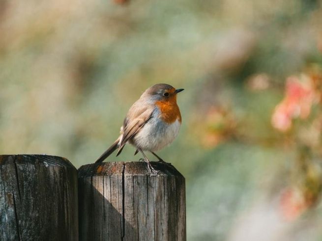 How to Identify Birds: 7 Important Features to Look For