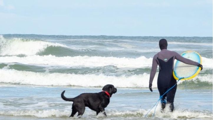 How to Prepare Yourself for Swimming with a Dog?
