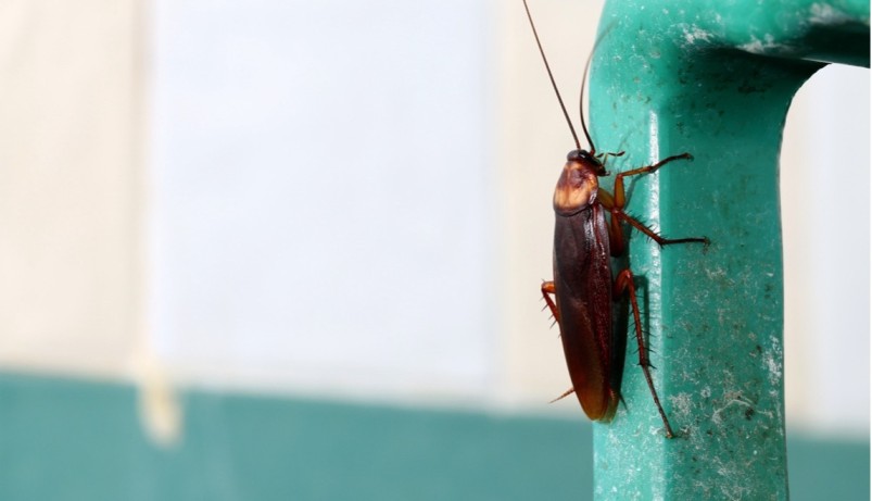 What to Look for When Buying Dubia Roaches