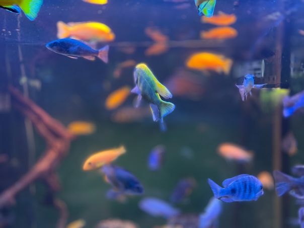 Finding the Perfect Study Buddy: Why Fish Make Great Pets for Students