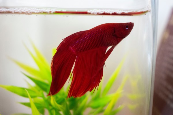 Finding the Perfect Study Buddy: Why Fish Make Great Pets for Students