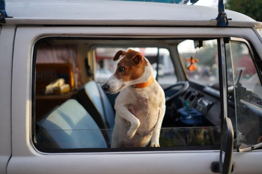 Keeping the Tail Wagging: Maintaining Your Dog’s Exercise Routine on a Road Trip