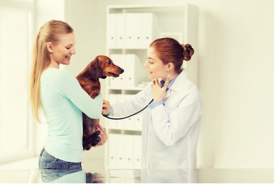 How to Find Affordable Veterinary Care for Your Pet
