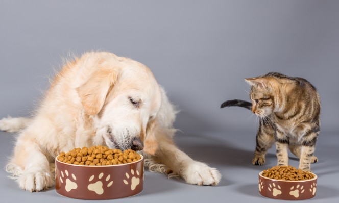 Unleashing the Flavor: Exploring the Role of Pet Food Flavoring Enhancers