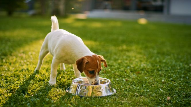 Nutritional Strategies for Keeping Your Dog Sharp
