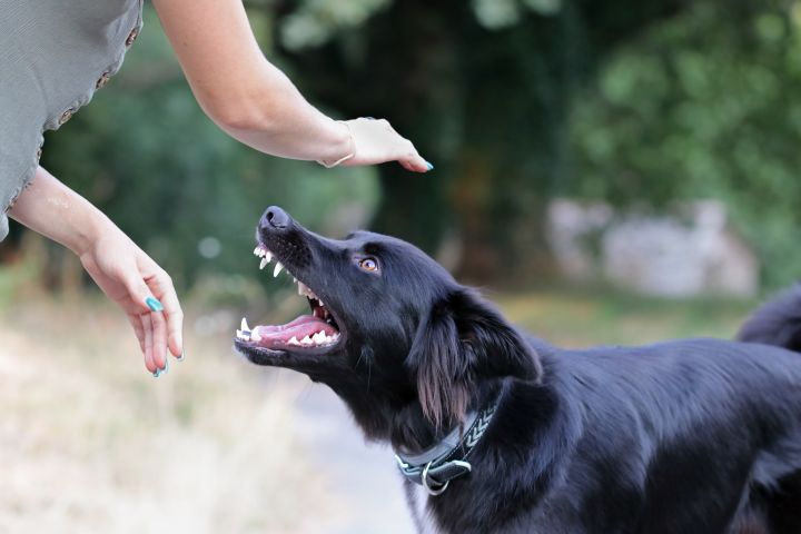 A Practical Guide to Handling Dog Bite Incidents in California