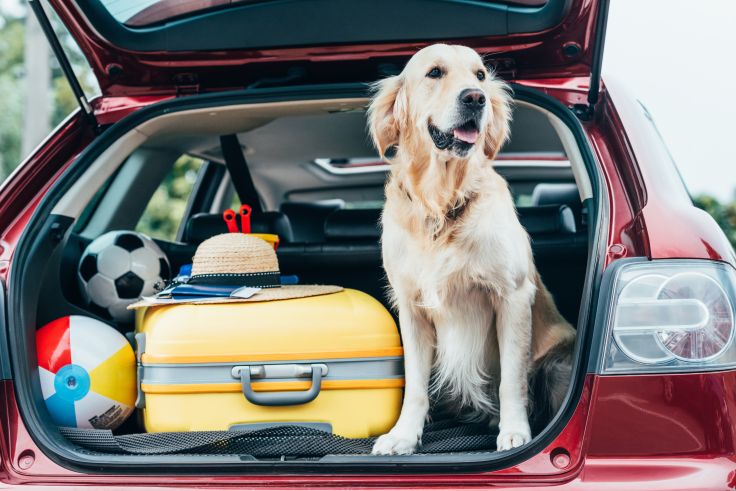 On the Move: Tips and Tricks for Pet-Friendly Journeys