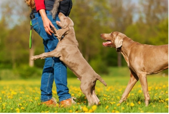 The Science of Pet Fitness: How Regular Exercise Benefits Your Pet’s Physical and Mental Health