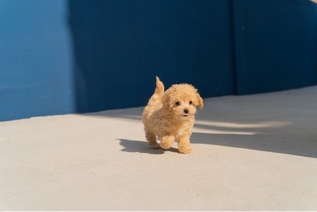 Teacup Maltipoo: The Pros and Cons of Compact Dogs in the Family