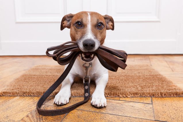 Why Leather Dog Leashes Are the Pinnacle of Pet Accessories