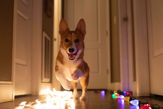 Gift Guide For Dog Lovers