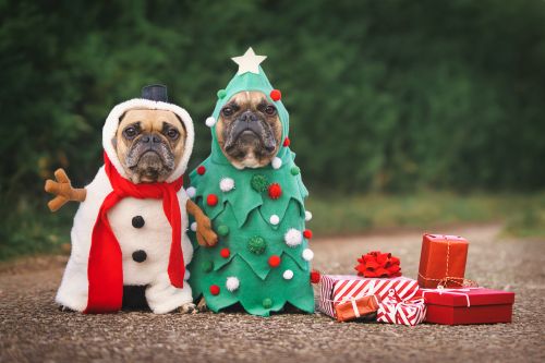 Best Gifts for Dogs and Dog Owners This Christmas