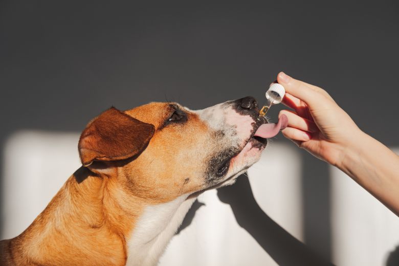 CBD Oil for Pets: A Natural Solution for Animal Wellness