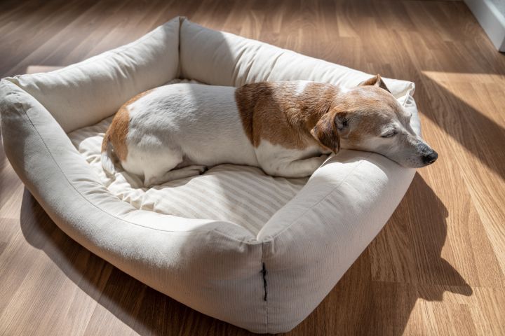 How to Choose a Dog Bed