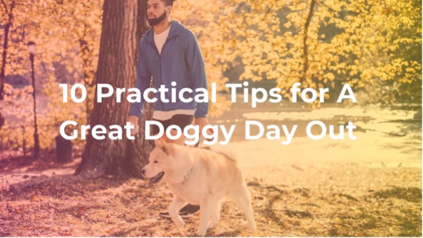 10 Practical Tips and Steps for a Fun Day Out with Your Dog