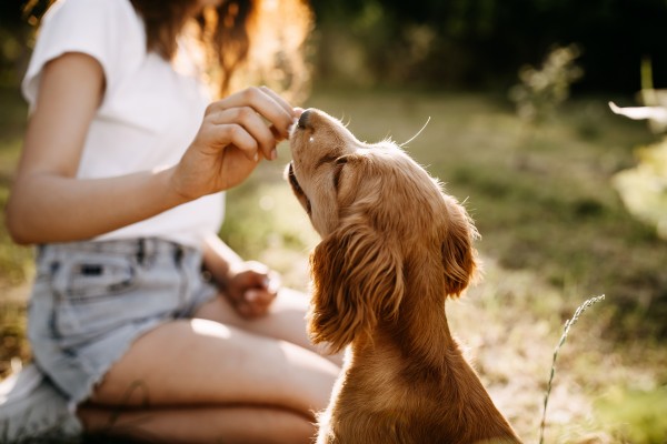 How to Choose the Right CBD Edibles for Your Dog's Needs?