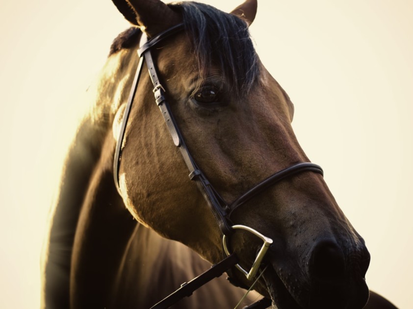 Equipping Your Horse for Success – A Guide to Essential Horse Tack